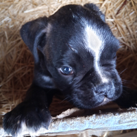 Vendita cuccioli di boxer