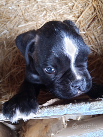 Vendita cuccioli di boxer