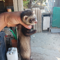 Furetti di 4 mesi e mezzo