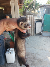 Furetti di 4 mesi e mezzo