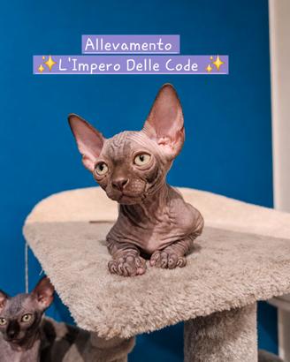 Canadian Sphynx