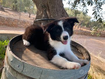 Border collie