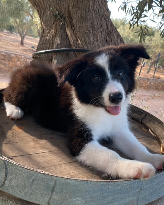 Border collie