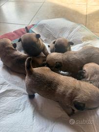 Carlini cuccioli