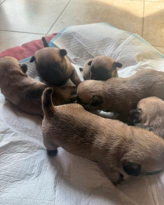 Carlini cuccioli