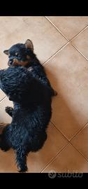 Cuccioli di Rottweiler