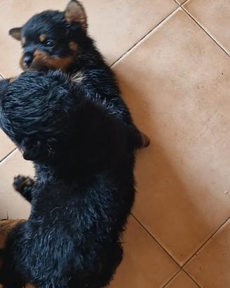 Cuccioli di Rottweiler