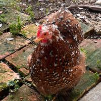 Gallina ornamentale cocincina nana 9 mesi