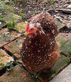 Gallina ornamentale cocincina nana 9 mesi