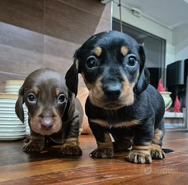 Cuccioli Bassotto