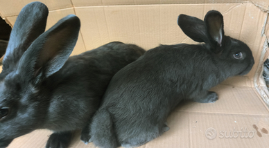 Conigli di razza
