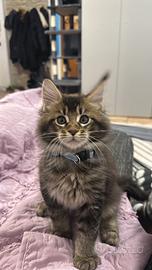 Maine coon cuccioli