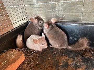 Cincilla neri o grigi