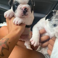 Bulldog francese