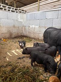 Mini Pig / Vietnamita