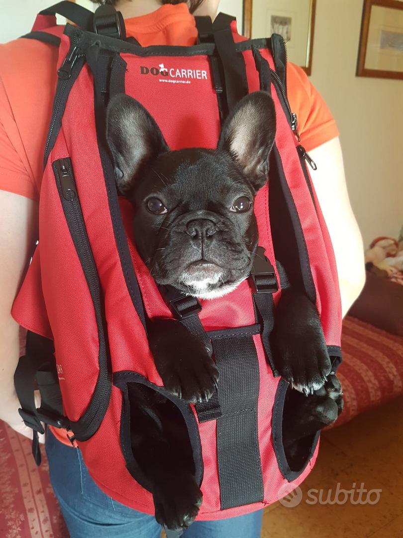 Zaino per bulldog francese Accessori per animali In vendita a Cremona
