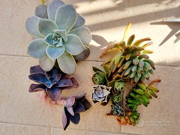 Mix succulente vari tipi e dimensioni 