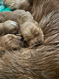 Cuccioli di cocker con pedigree