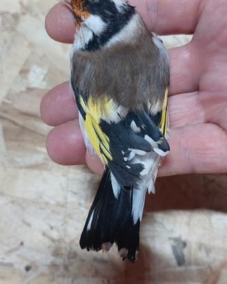 Cardellino