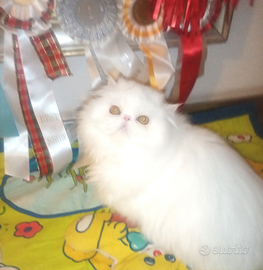 Cuccioloni gatti Persiani pura razza