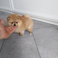 Orsachiotti di pomerania con pedigree ENCI