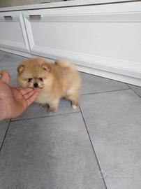 Orsachiotti di pomerania con pedigree ENCI