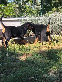 Femmine di rottweiler
