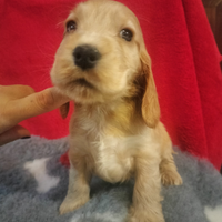 Cocker spaniel inglese pedigree PET TERAPY fulvo