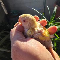 Inseparabili da imbecco Lutino giallo testa rossa