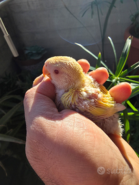 Inseparabili da imbecco Lutino giallo testa rossa