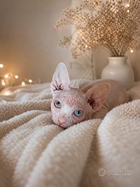 Cuccioli di Sphynx di alta qualità disponibili