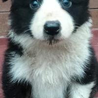 Cuccioli Border collie