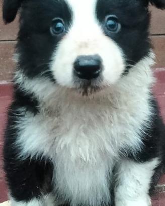 Cuccioli Border collie