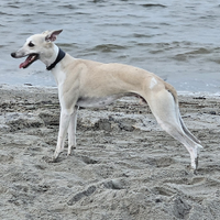 Whippet per accoppiamento