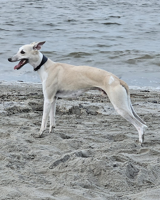 Whippet per accoppiamento