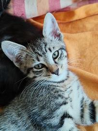 Gatta grigia