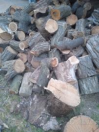 legna di acacia in ceppi non stagionata 