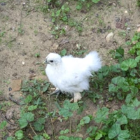 Pulcini femmina moroseta