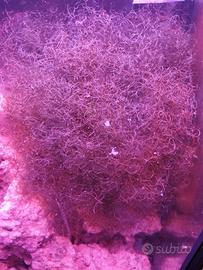 alga chetomorpha 