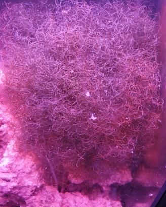alga chetomorpha 