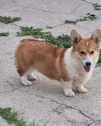 Cuccioli di welsh corgi pembroke
