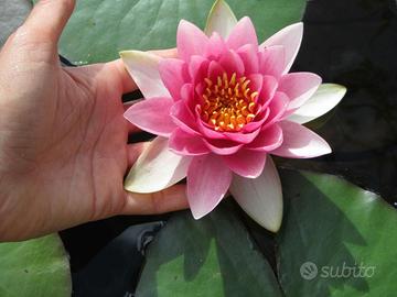 Pianta madre con boccioli di ninfea rosa sfumata