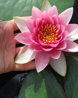 Pianta madre con boccioli di ninfea rosa sfumata