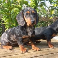 Cuccioli di Bassotto tedesco