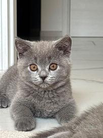 Gattini British