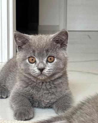Gattini British