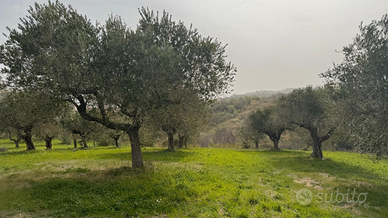 Terreno Agricolo a Villa Oliveti 5625m², Rosciano