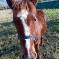 Cavalla con puledra