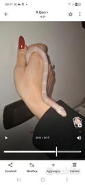 Lampropeltis abnorma morph hypo albino anery