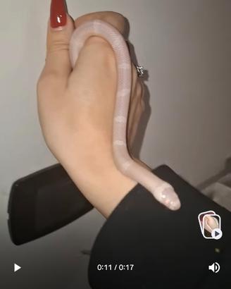 Lampropeltis abnorma morph hypo albino anery